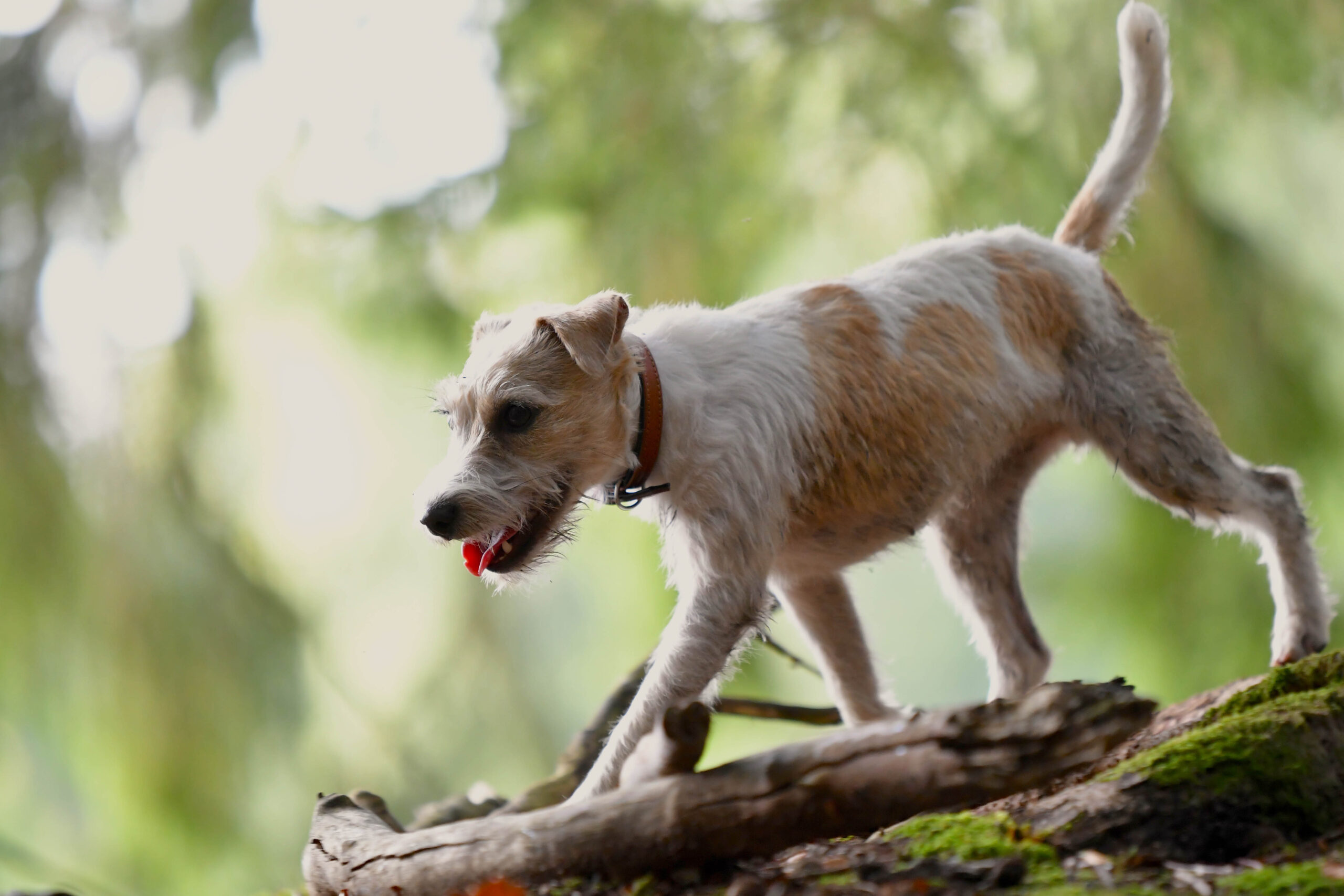 Parson Russell Terrier Zucht in Landshut - Niederbayern