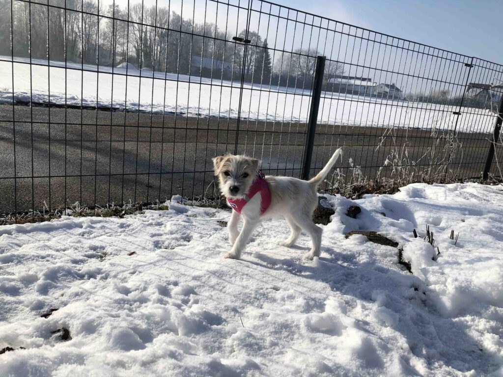 Welpe läuft vor einem Zaun entlang im Schnee
