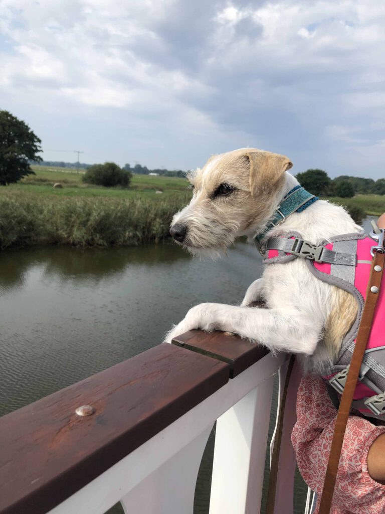 Hund legt sich aufs Geländer und schaut hinüber