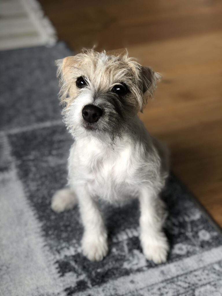 Welpe schaut nach oben direkt in die Kamera